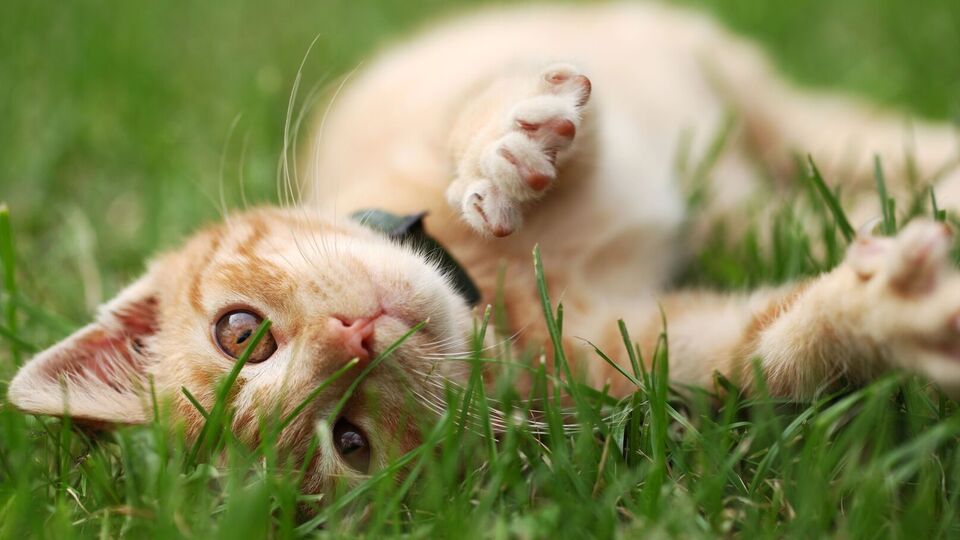 Є кілька методів відлякування котів із ділянки без шкоди для тварин