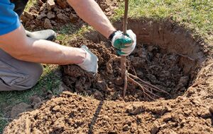 Фруктовые деревья осенью лучше сажать уже без листьев