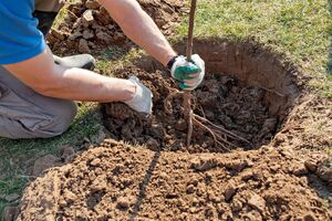 Фруктові дерева восени краще садити вже без листя