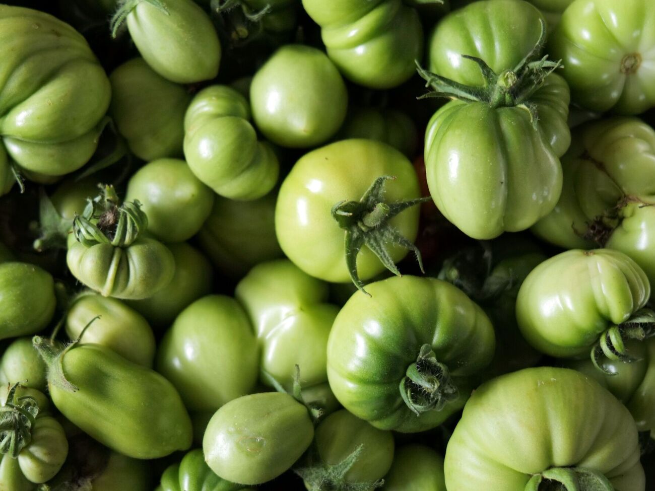 Зеленые помидоры могут дозреть после сбора