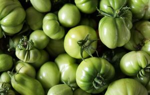 Зеленые помидоры могут дозреть после сбора
