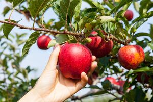 Опавшие яблоки и груши, которые полежали весь день на солнце, будут храниться гораздо меньше