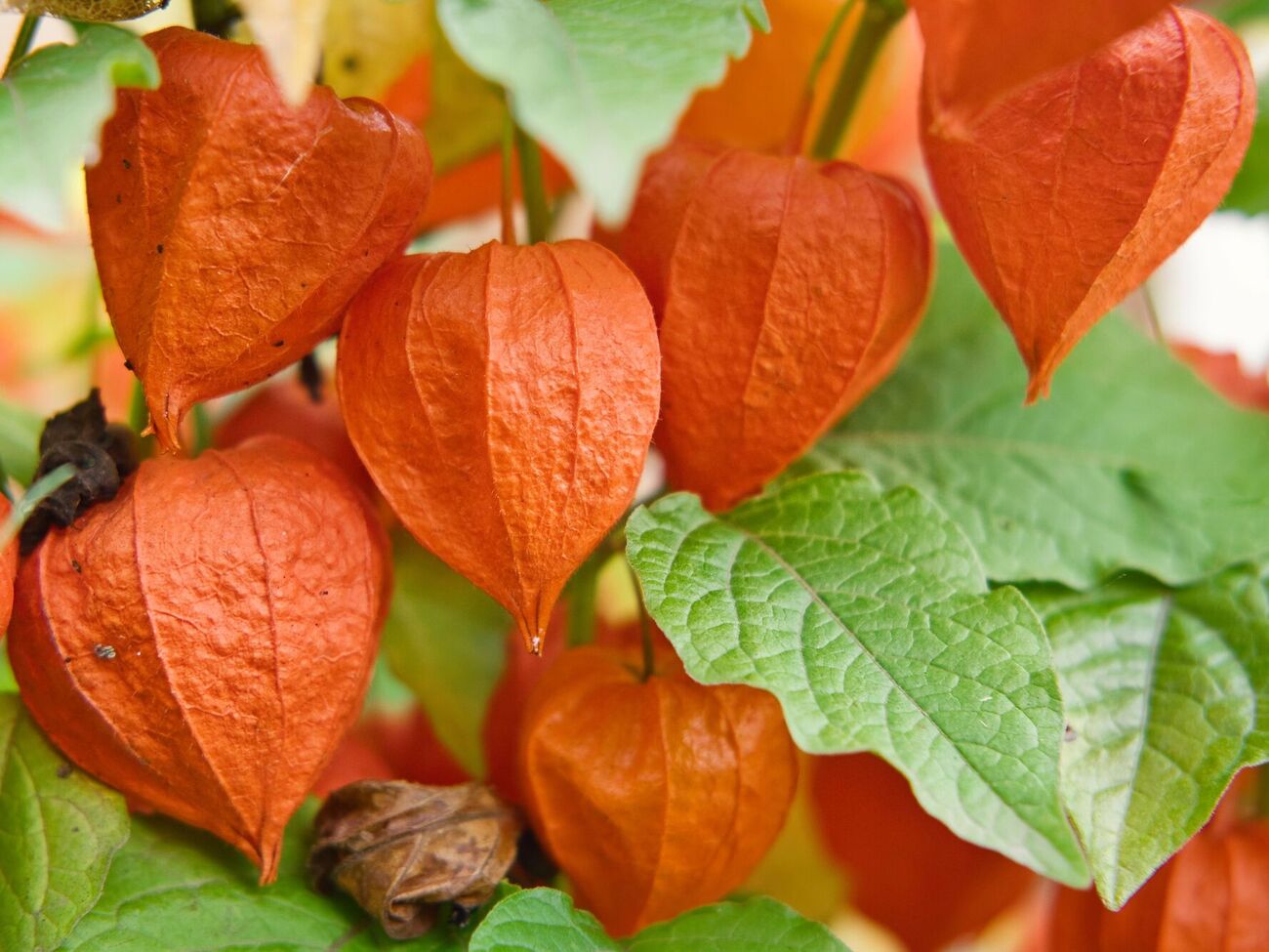 Автор ролика рассказал, что плоды физалиса очень сладкие и по вкусовым качествам напоминают или изюм, или мармелад