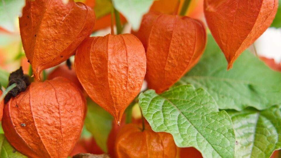 Автор ролика рассказал, что плоды физалиса очень сладкие и по вкусовым качествам напоминают или изюм, или мармелад