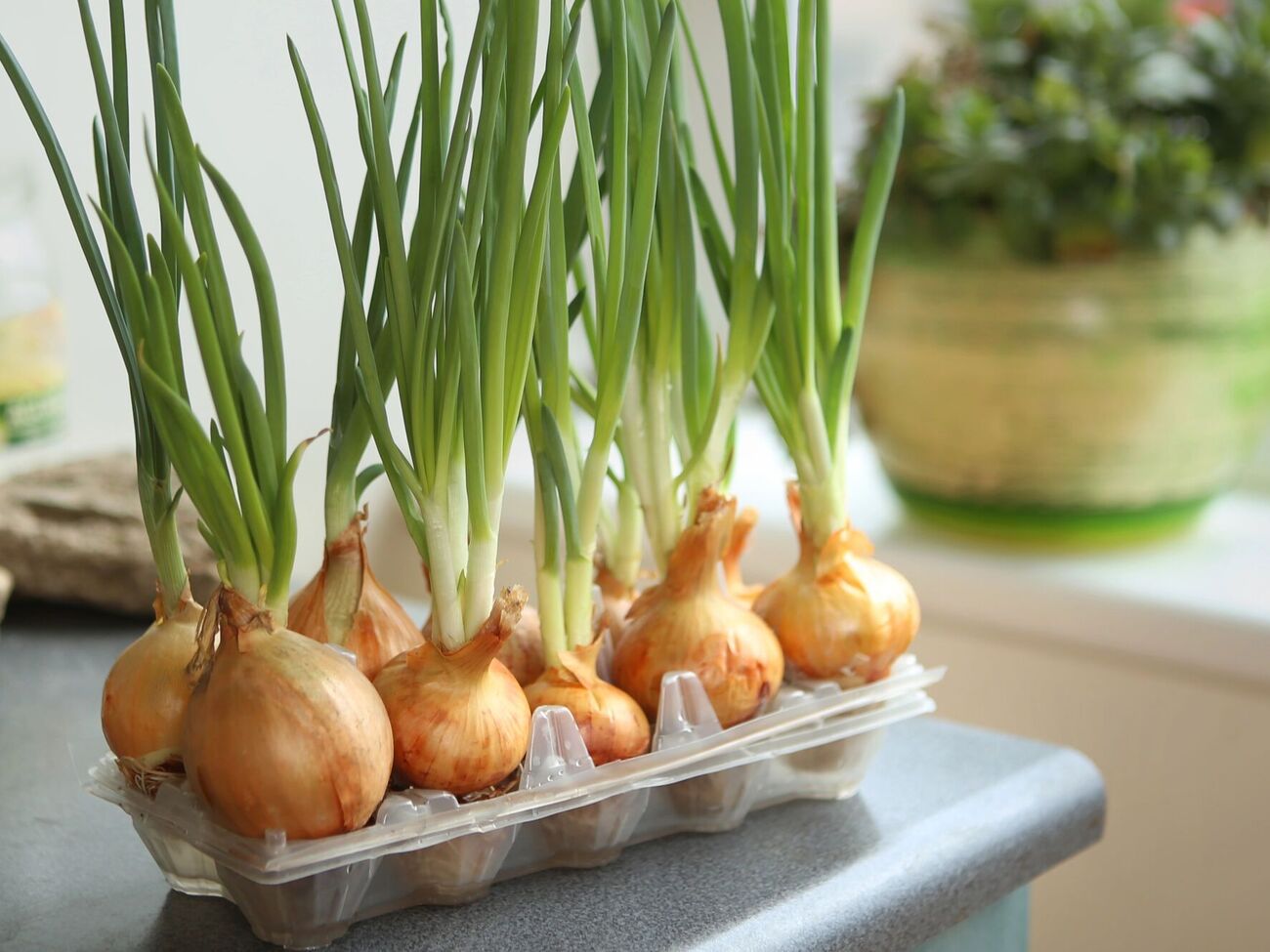 Проращивание в лотках – удобный метод