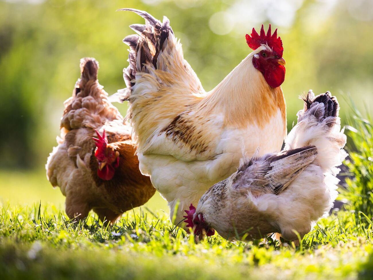 До того, как купить кур, просчитайте стоимость такого хобби