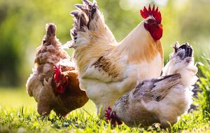 До того, як купити курей, прорахуйте вартість такого хобі