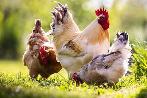 До того, як купити курей, прорахуйте вартість такого хобі