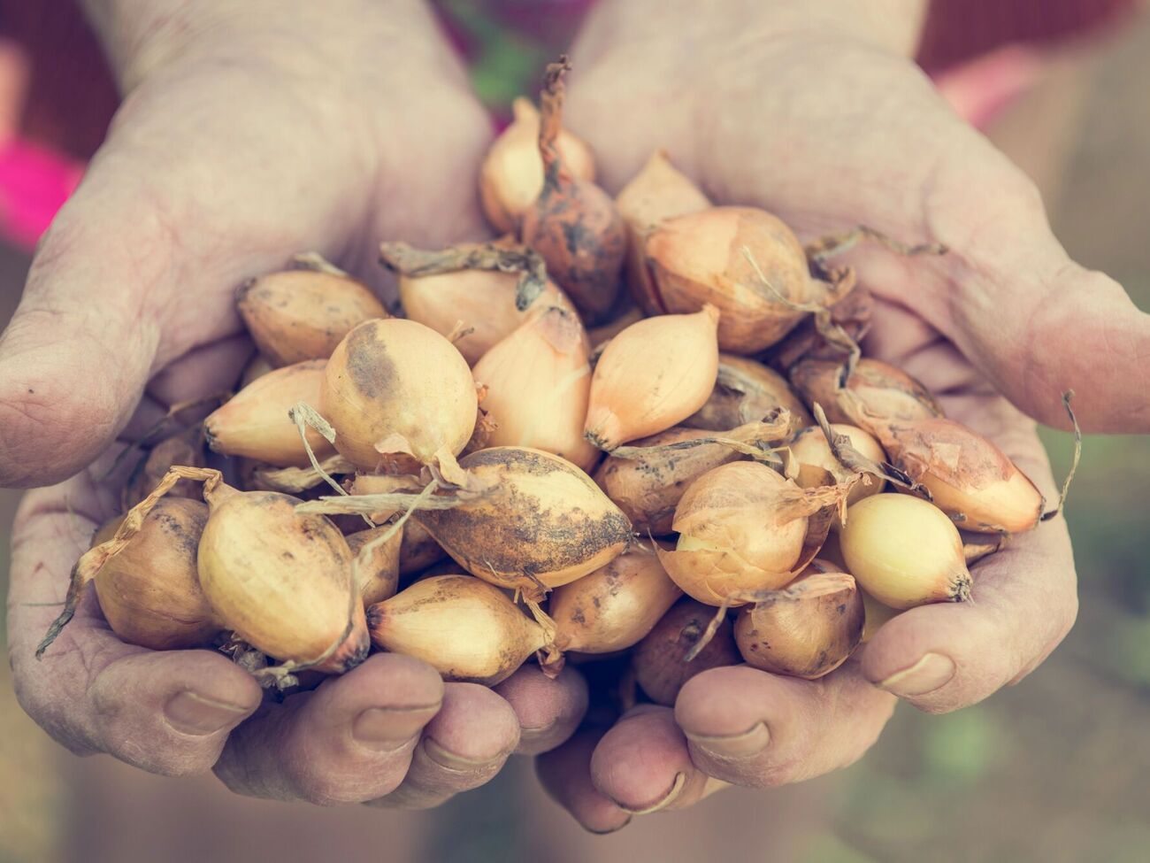 Лук не стоит сажать в холодную землю