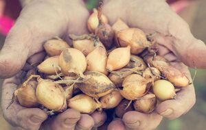 Лук не стоит сажать в холодную землю
