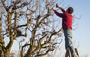 Плодовые деревья лучше реагируют на обрезку в холодное время года