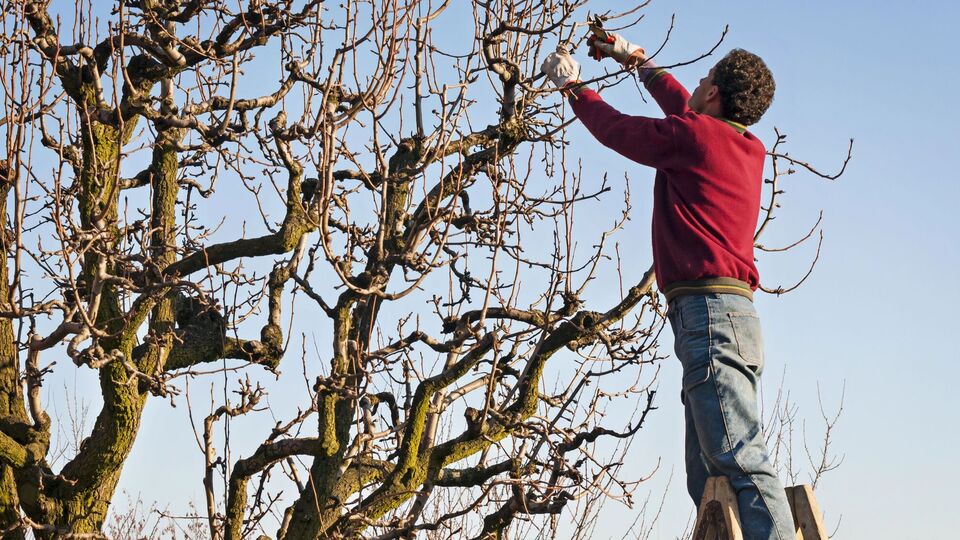 Плодовые деревья лучше реагируют на обрезку в холодное время года
