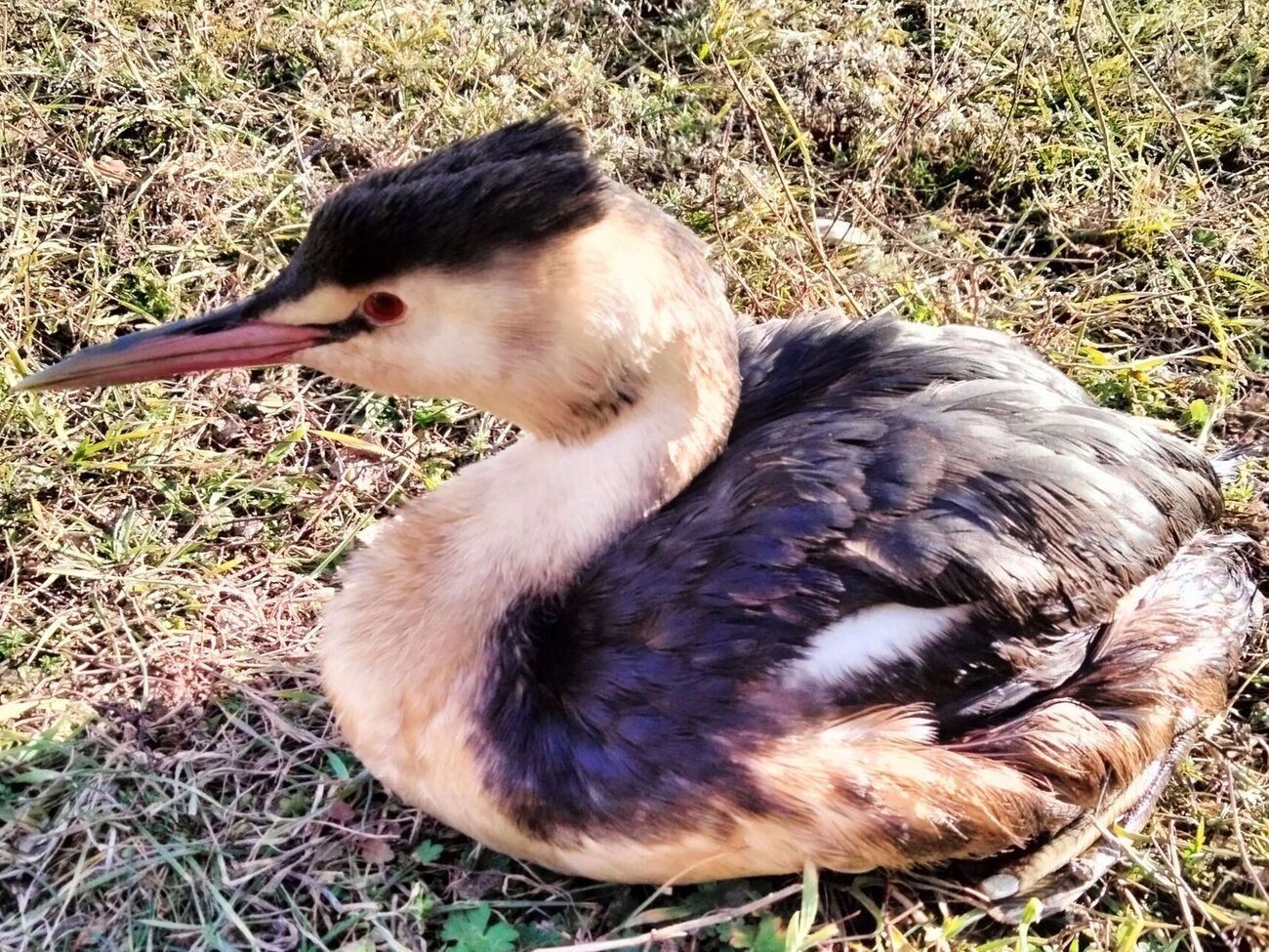 У нацпарку виявили велику пірникозу і баклана