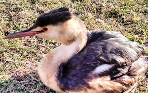 В нацпарке обнаружили большую пирникозу и баклана