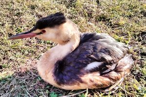 В нацпарке обнаружили большую пирникозу и баклана