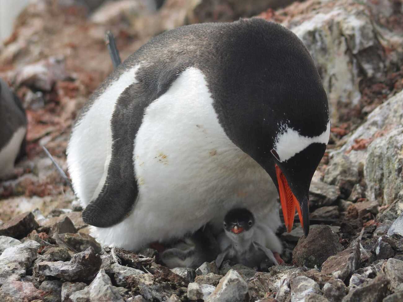 Пингвины в Антарктиде и дальше выращивают птенцов