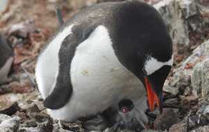 Пингвины в Антарктиде и дальше выращивают птенцов