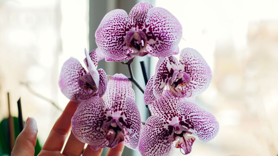 Поливайте орхидеи настоем один раз в две недели