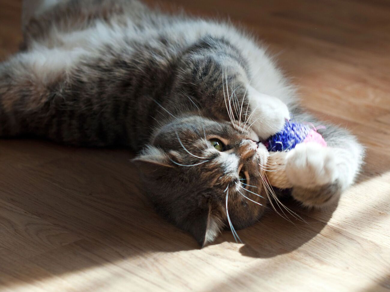 Появление беспричинной агрессии может являться признаком боли