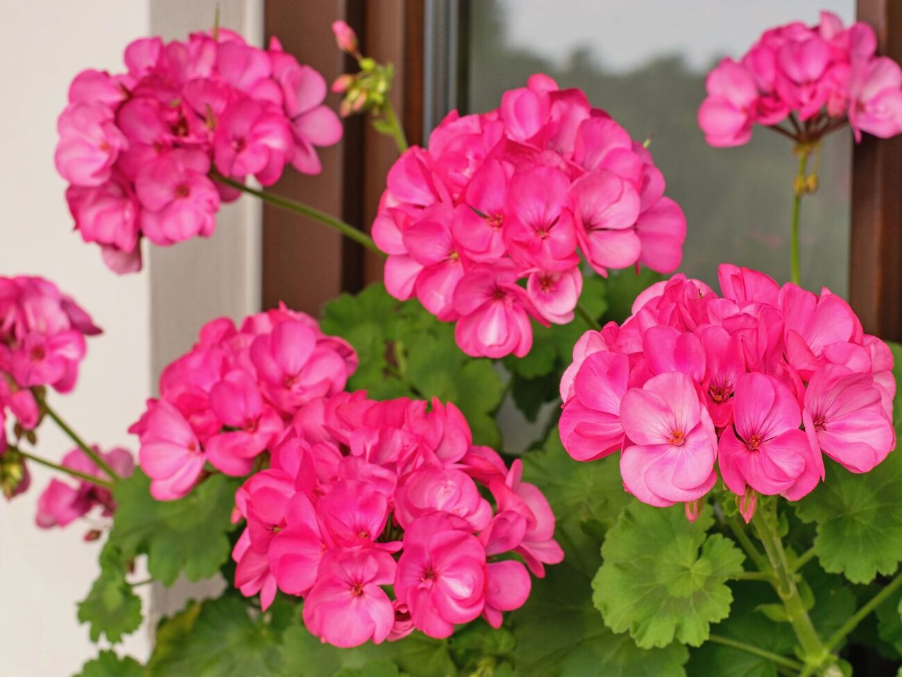 Із цими підживленнями герань буде мати здоровий вигляд