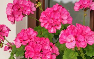 Із цими підживленнями герань буде мати здоровий вигляд