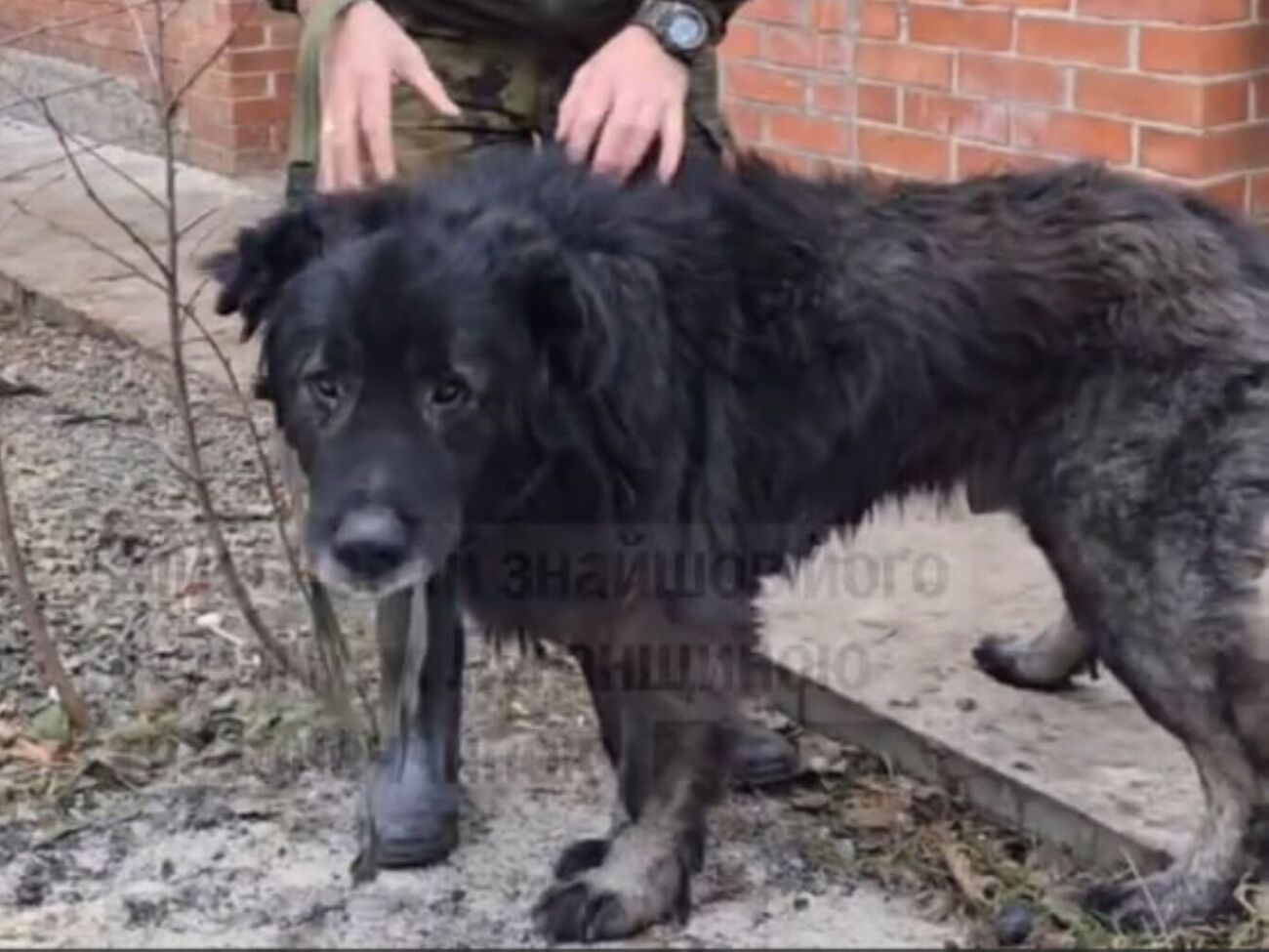 По словам военного, который спас Мишку, пес по характеру – большой добряк