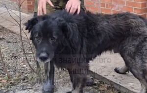 По словам военного, который спас Мишку, пес по характеру – большой добряк