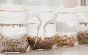 Залийте насіння розчином і залиште на 12 годин