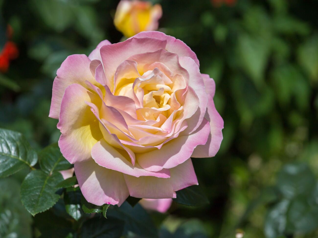 От других цветов розы могут заразиться болезнями