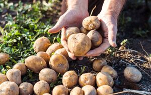 Картофель будет большим