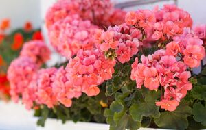 Для подкормки герани используют сахарную воду