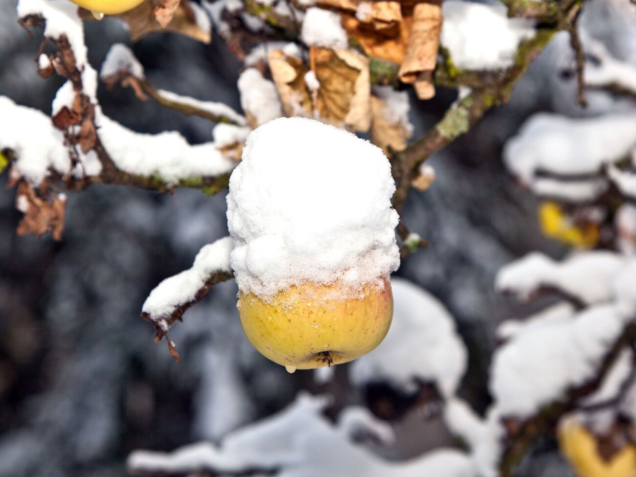 Неубранный урожай может привести к болезням деревьев
