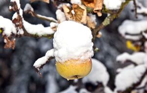 Неубранный урожай может привести к болезням деревьев