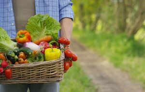 Помідори, огірки, кабачки, квасоля завжди дають високий урожай