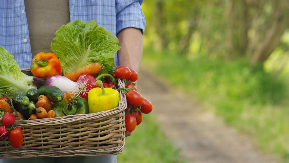 Помідори, огірки, кабачки, квасоля завжди дають високий урожай