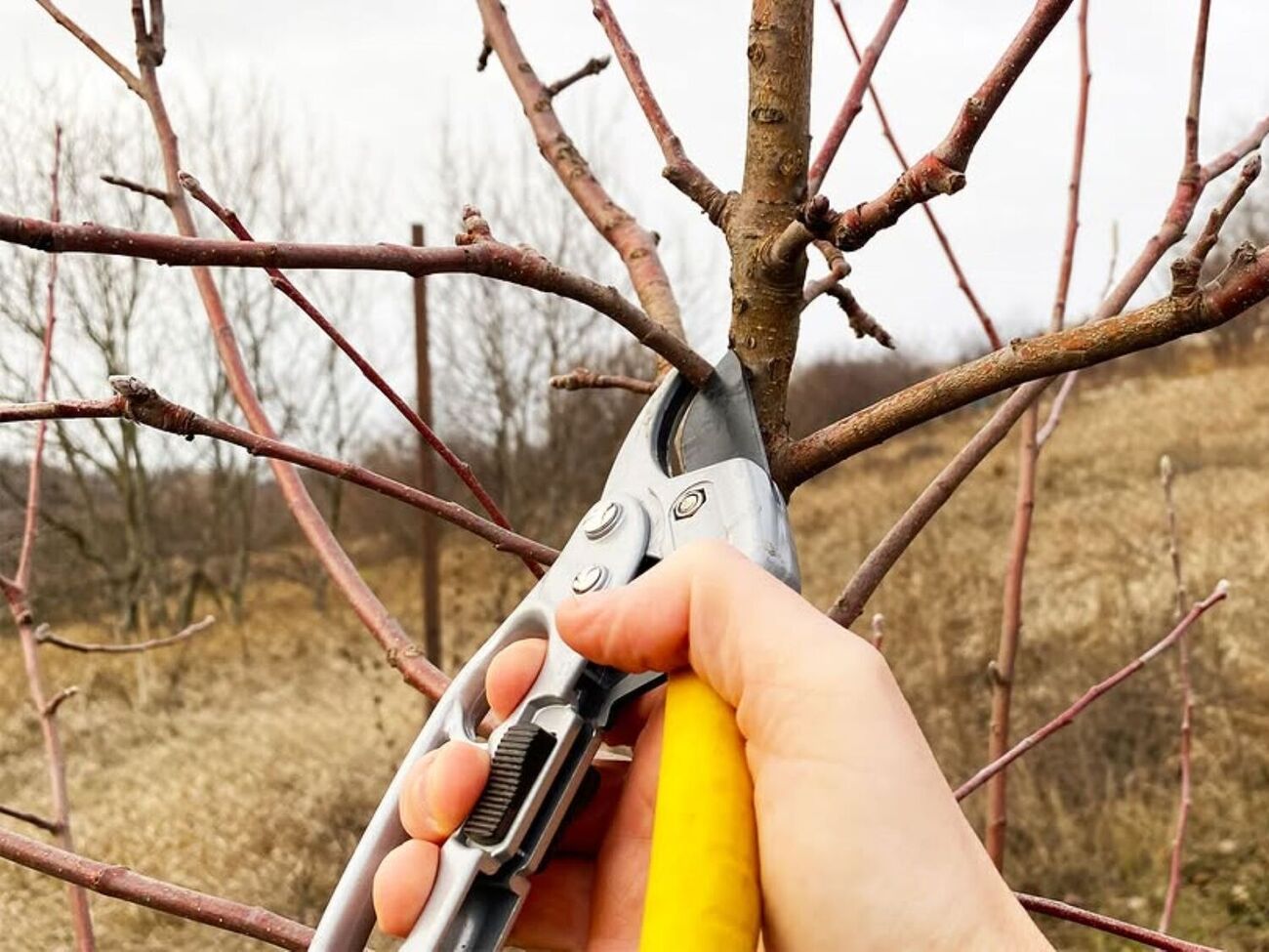 Важно, чтобы в день обрезки погода была ясная, с температурой воздуха не ниже -5 °C