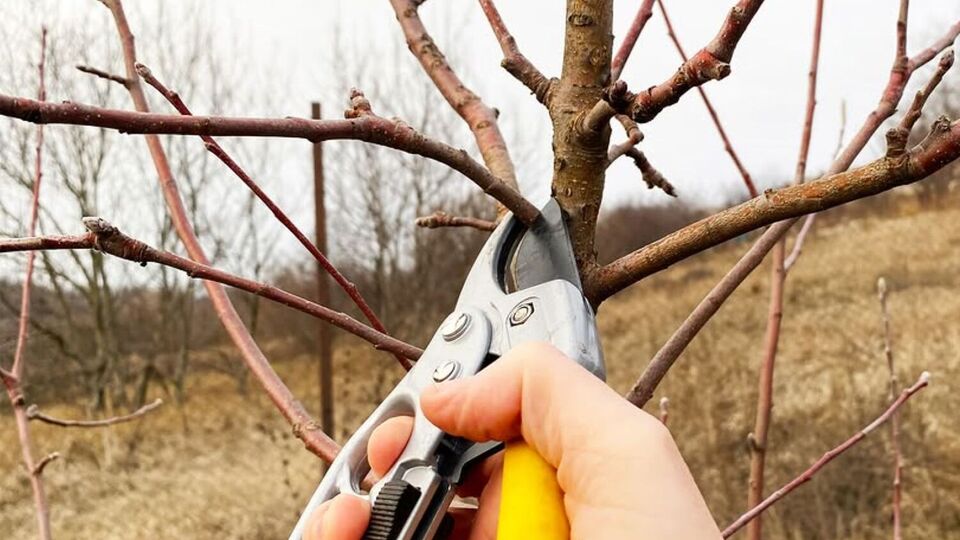 Важно, чтобы в день обрезки погода была ясная, с температурой воздуха не ниже -5 °C
