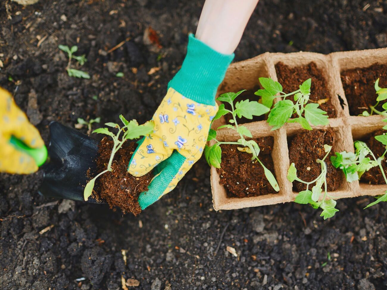 Рассаду нужно подкармливать до пересадки в почву