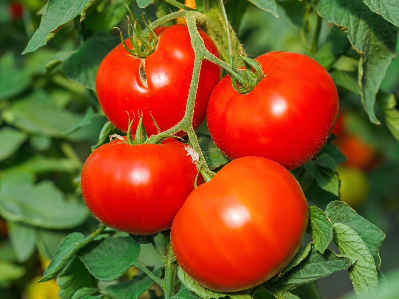 Огородник рекомендует сажать томаты, которые неприхотливы в уходе