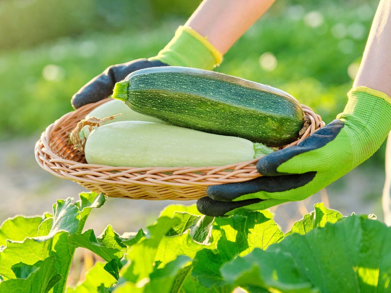 Важно выбрать правильные сорта кабачков