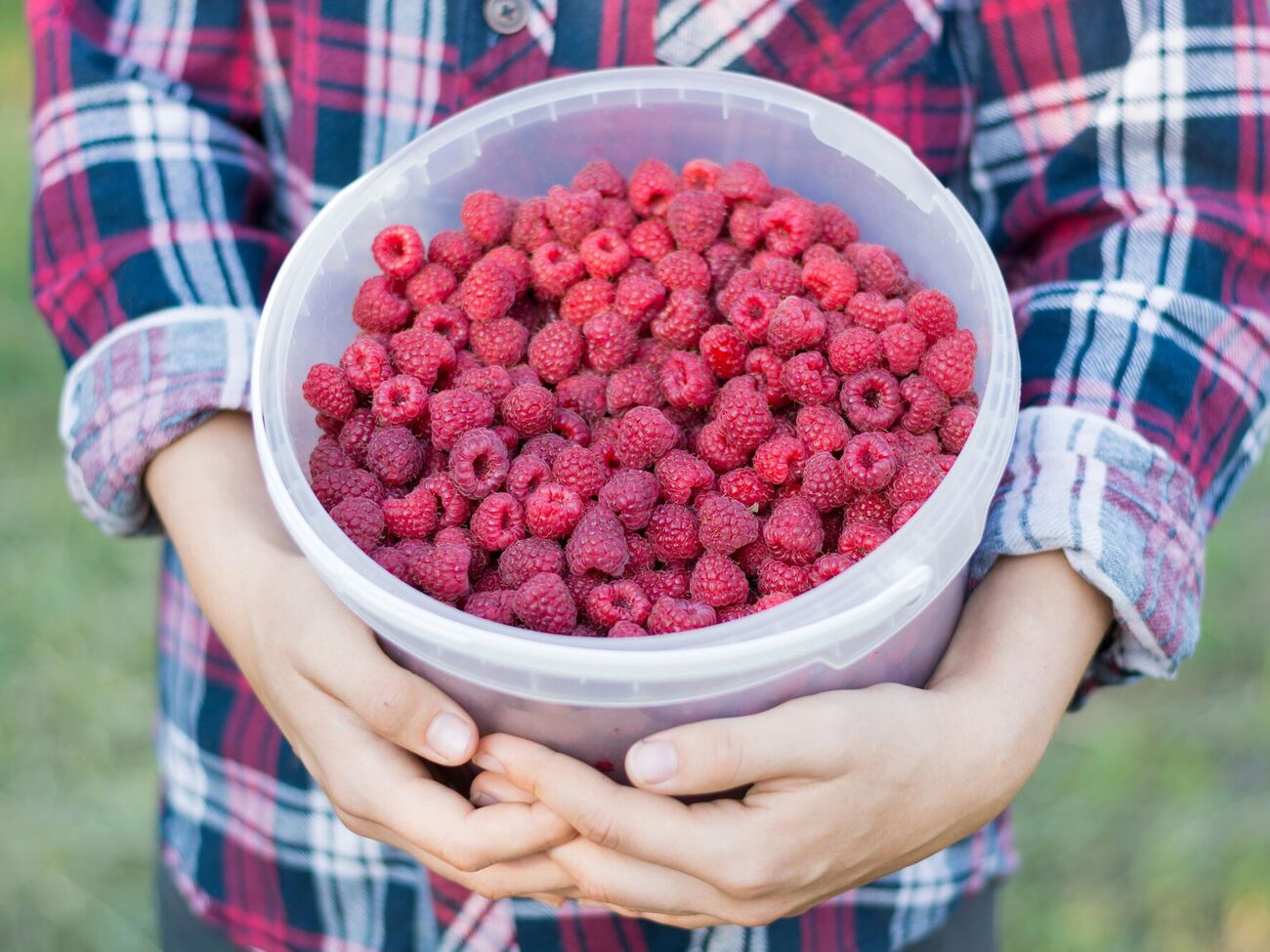 Благодаря соли, отмечается в статье, растения лучше потребляют полезные вещества