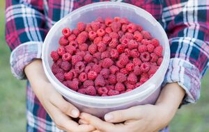 Благодаря соли, отмечается в статье, растения лучше потребляют полезные вещества