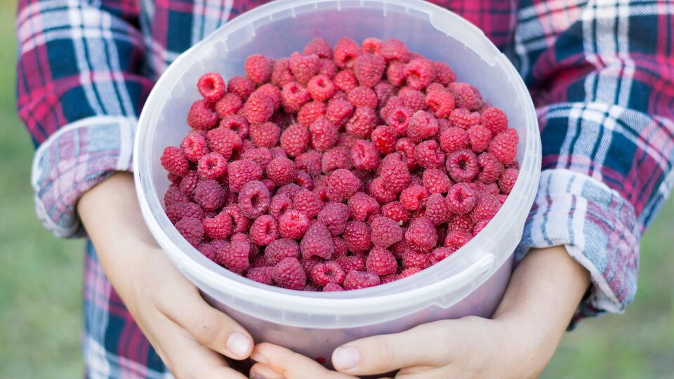 Благодаря соли, отмечается в статье, растения лучше потребляют полезные вещества