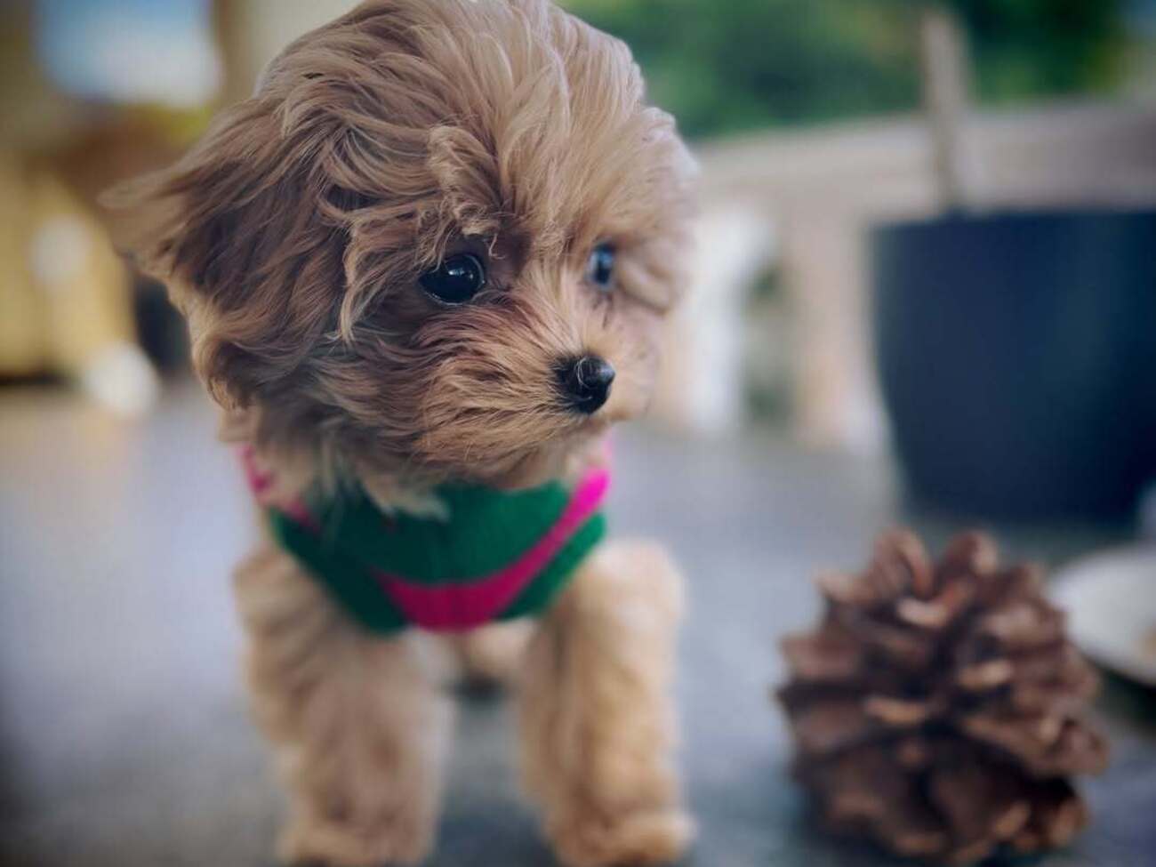 Питомица Каминской имеет родословную