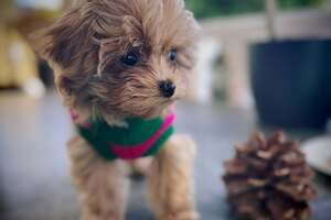 Питомица Каминской имеет родословную