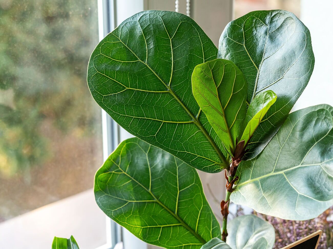 Фікус часто скидає листя від перезволоження