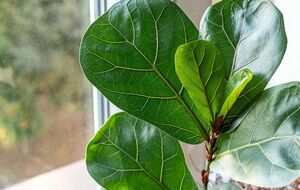 Фикус часто сбрасывает листья от переувлажнения