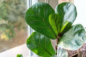 Фикус часто сбрасывает листья от переувлажнения
