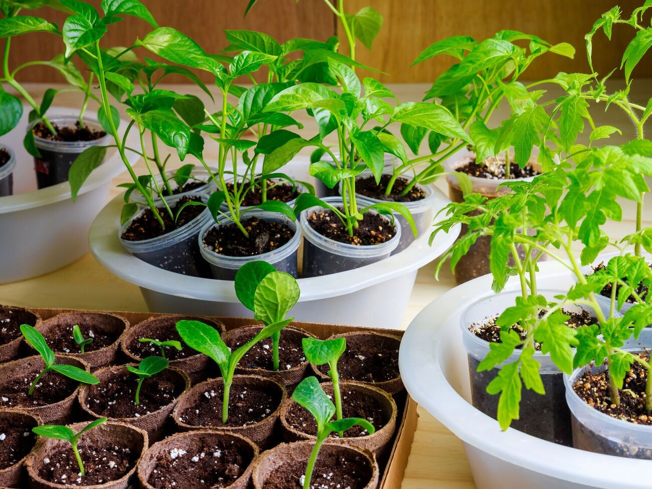 Кефирная подкормка для рассады считается одной из самых действенных