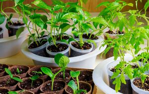 Кефирная подкормка для рассады считается одной из самых действенных